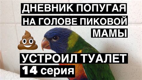 ДНЕВНИК ПОПУГАЯ ПИК.АВСТРАЛИЙСКИЙ ЛОРИКЕТ ЛОРИ.САМЫЙ КРАСИВЫЙ ПОПУГАЙ ...