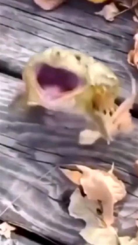 elo jumping frog jumpingfrog laugh meme fyp video lucu humor