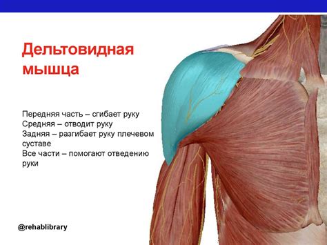 Проблемы плечевого сустава - online presentation