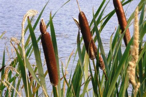 Junco (Typha) ¿Dónde Conseguir? - Jardineros.mx