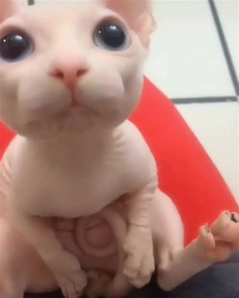 Лысый кот бингус - картинки и фото koshka.top