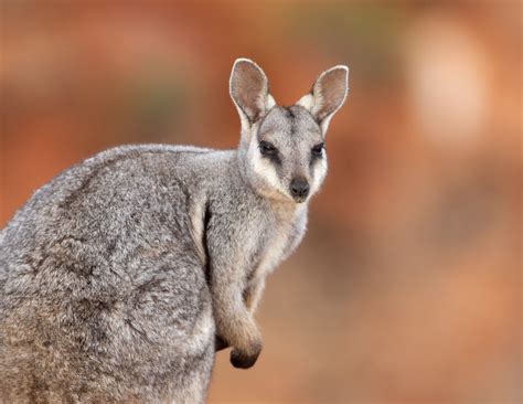 Images of WALLABY - JapaneseClass.jp