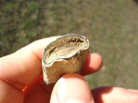 Bargain Sloth Caniniform | Xenarthra | FOSSILS | Prehistoric Florida