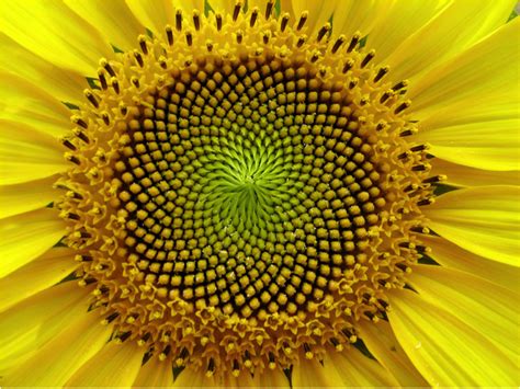 undefined spirals  nature geometry  nature fractals  nature