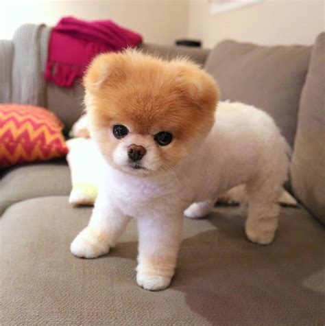 Boo the Pomeranian, Once Named the World's Cutest Dog, Dies | Cute dogs ...