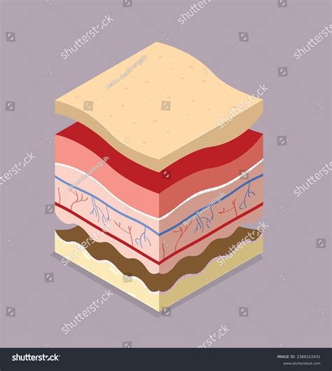 Organize Different Types Skin Layers Cross Stock Vector (Royalty Free ...