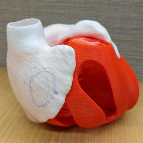 A model heart | Scholars' Lab