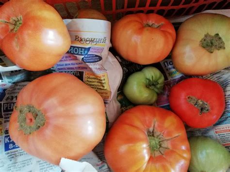 Томат Вова Путин: описание сорта, ОТЗЫВЫ (23), фото | tomatland.ru