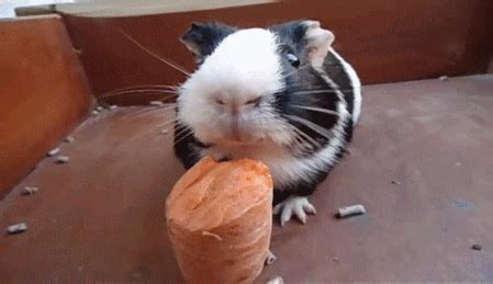 guinea pig gifs page  wifflegif