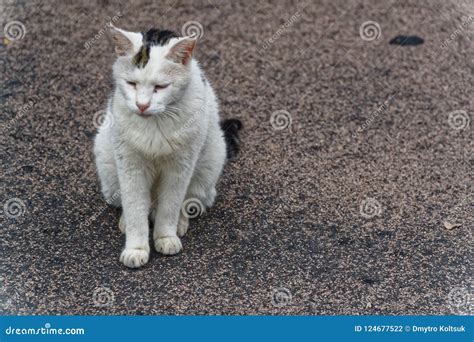 cat stray  dirty   street stock photo image  sadness