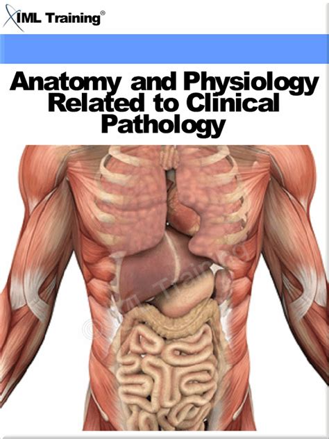 anatomy  physiology diagrams