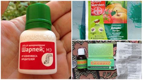 Зеленые жуки на сирени – как избавиться, фото и описание