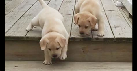 Cute puppies struggling on stairs will make you hys-stair-ical
