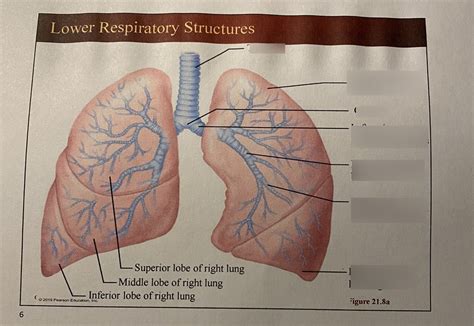 left lung   diagram quizlet
