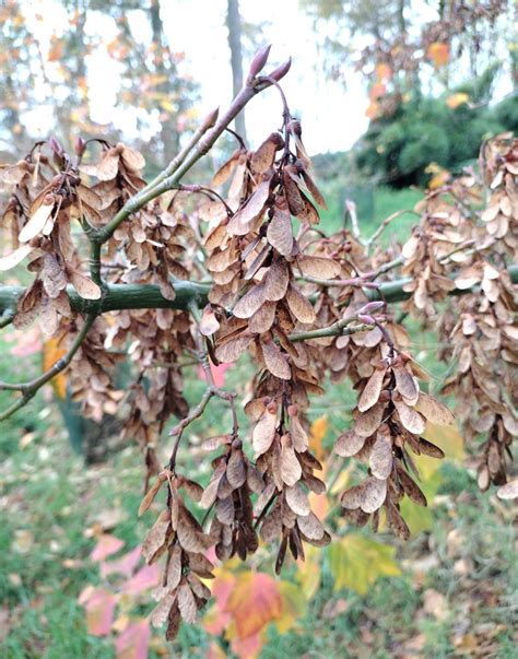 Acer rufinerve - Trees and Shrubs Online