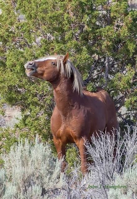 American Wild Horse Preservation Campaign What's he saying? This is ...