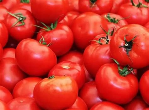 inilah manfaat  buah tomat  jarang kita ketahui news andalas