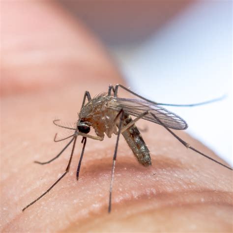 mastering mosquito control  guide  mosquito treatment services