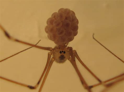 BugBlog: Spider eggs and egg sacs