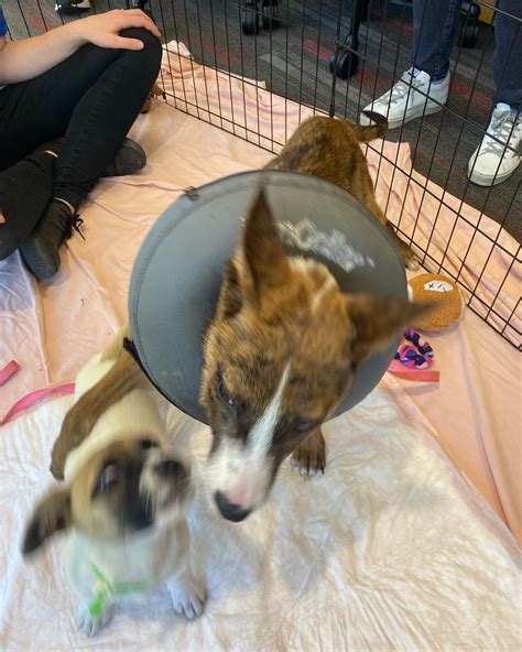 Adorable puppies from the East Bay SPCA are looking for forever homes