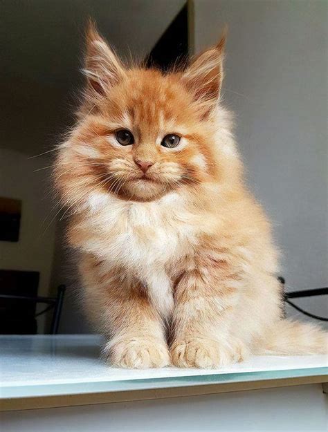 Download Kumpulan Gambar Kucing Maine Coon Images