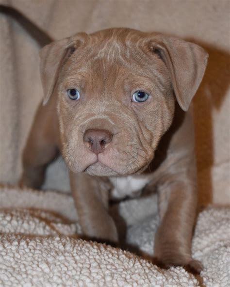 It's The Pits Dog Rescue - Meet Peanut Butter! Peanut Butter is one of