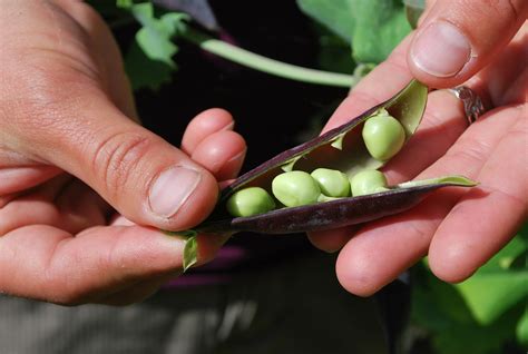 How to Grow Peas in Your Backyard - Garden and Happy