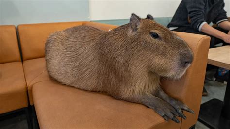 I went to a Capybara Cafe in Tokyo! Cafe Capyba Full Review