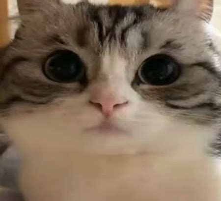 Создать мем "милый кот из мема, котик, котики смешные" - Картинки ...