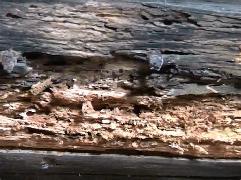 Wet Rot | Perfect Preservation