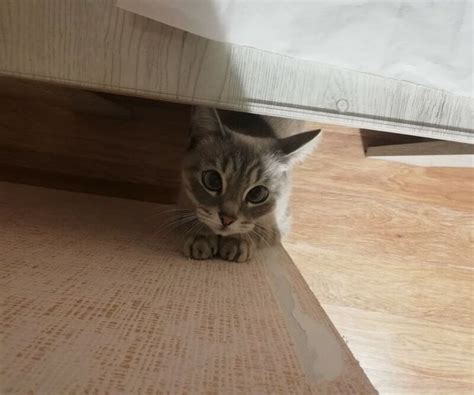 JELL-O the Cat | Cats, Cat love, Animals