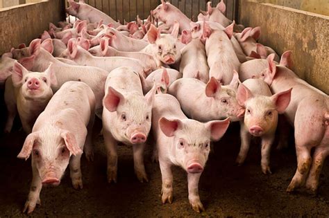 ASF Philippines: Integrated farming complements repop