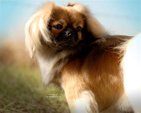 Tibetan Spaniel Puppies For Sale