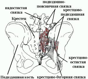 Крестцово-подвздошный сустав: строение, симптомы болезней