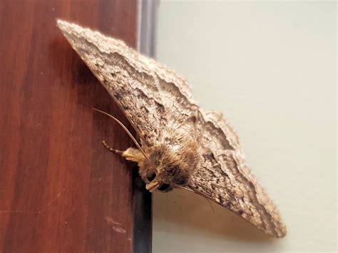 Owlet Moth (Eudesmeola lawsoni) – Ausemade