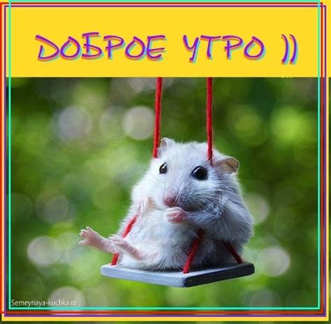 Фото с приколом доброе утро