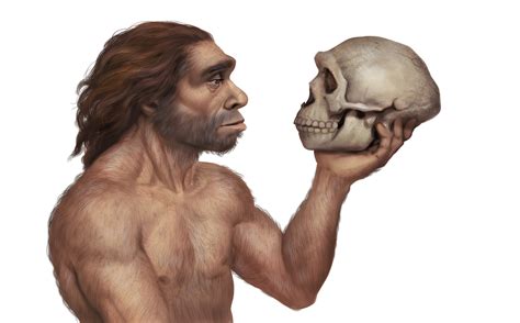 Neanderthal Vs Homo Erectus