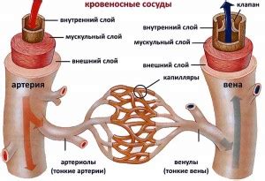 Вены