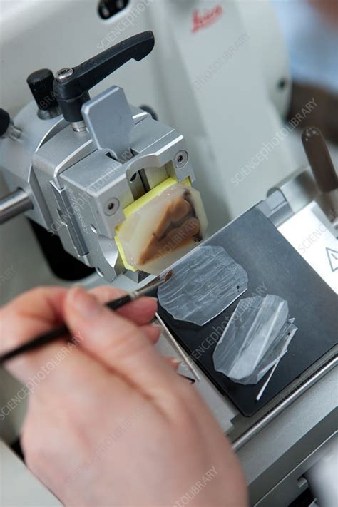 brain specimen slice preparation stock image  science