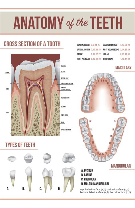 tooth anatomy poster lydia  sharp teeth anatomy chart dental