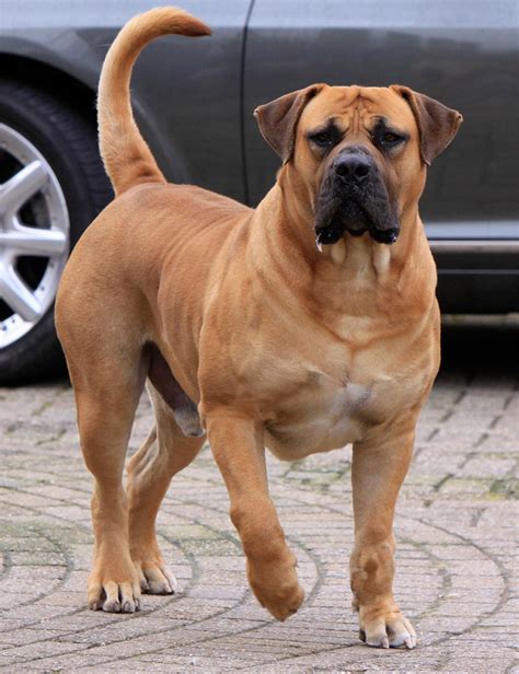 African Boerboel Dog