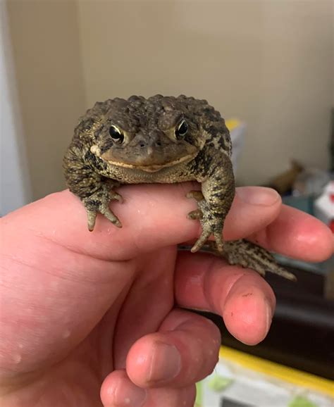 meet baby pie  toad rtoads