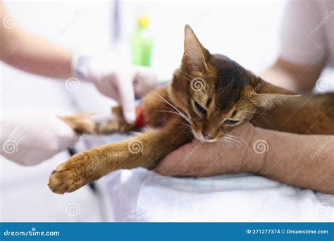 Veterinarian Conducts Medical Procedures for Cat in Veterinary Clinic ...