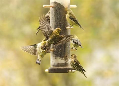 how to clean bird feeder
