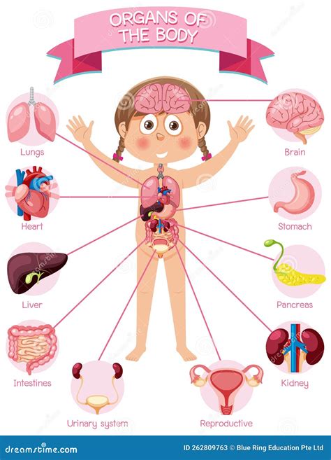 Internal Organs of the Body for Kids Stock Vector - Illustration of ...