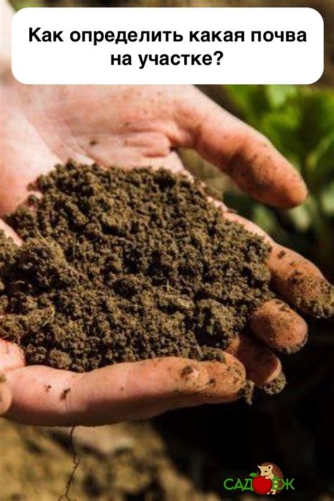 Как определить какая почва на участке? | Garden soil, Soil improvement ...