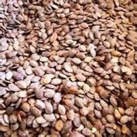 Jual Biji Jati - Pohon Rindang