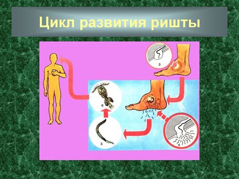 Медицинская гельминтология. Нематоды – паразиты человека - презентация ...