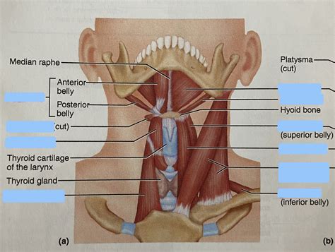 Neck muscles Diagram | Quizlet