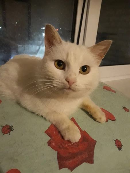 Fenechka is a beautiful, snow-white cat. Age 2 to 2.5 years Sterilized ...